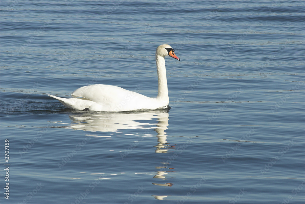 Obraz premium swan
