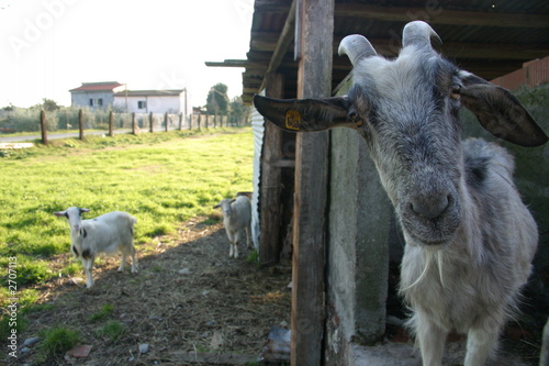 capra curiosa photo