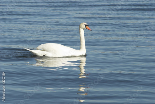 swan