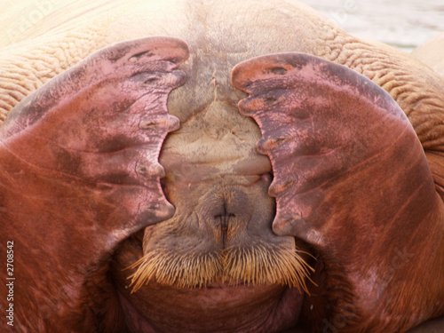 seal ashamed