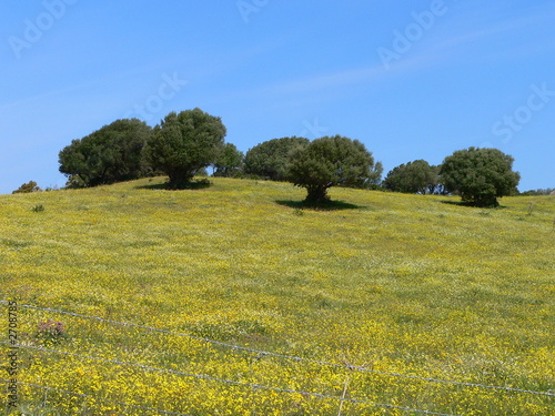 campagna sarda photo