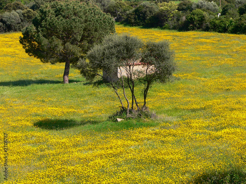 campagna gallurese photo