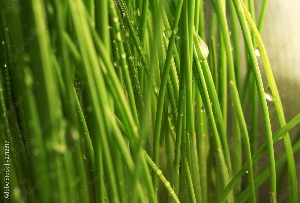 drops in grass drops in grass