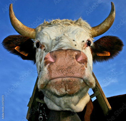 mucca