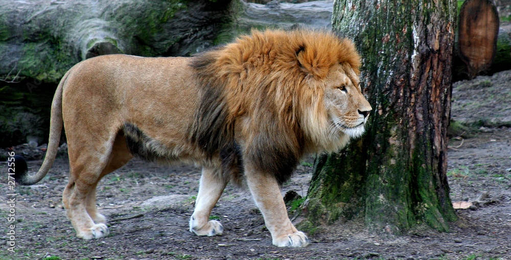 Naklejka premium könig der tiere