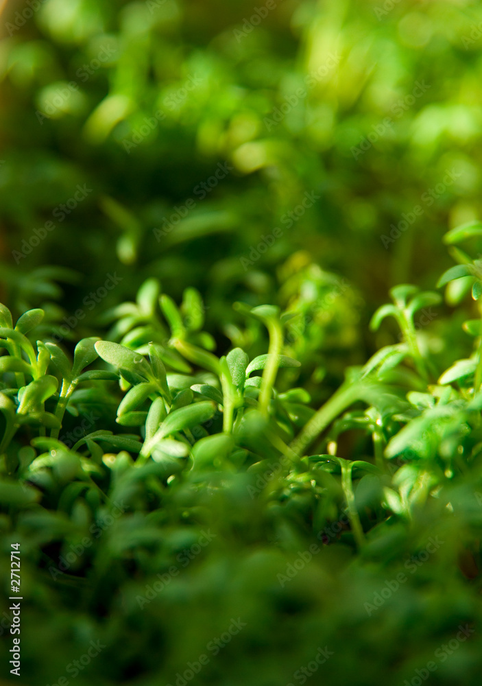 detail image of watercress. detail image of watercress.