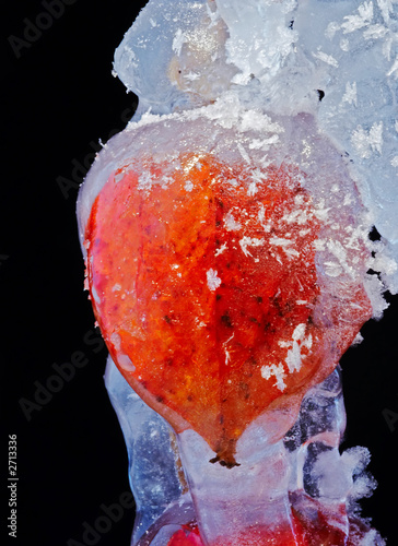 ice-bound groundcherry