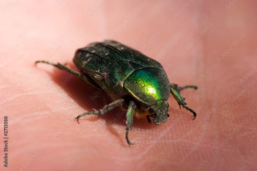 may-bug may-bug