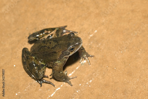 Quadro em tela frog