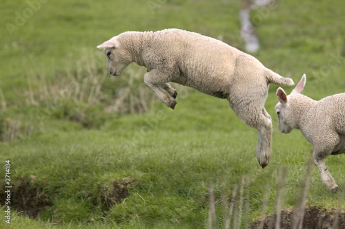 lamb leaping