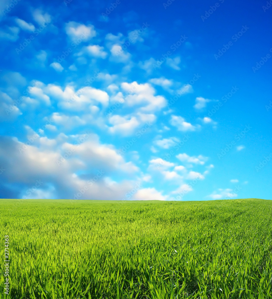 wheat field over beautiful blue sky 4 wheat field over beautiful blue sky 4