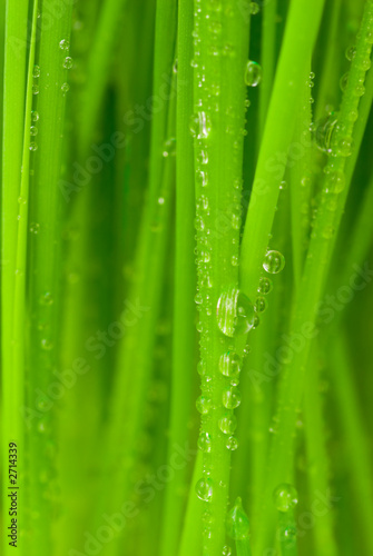 fresh grass with dew drops