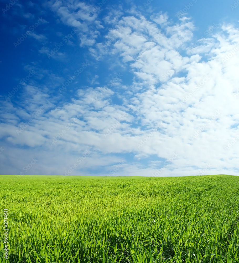 wheat field over beautiful blue sky 7 wheat field over beautiful blue sky 7