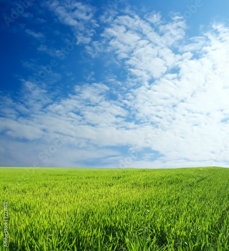 wheat field over beautiful blue sky 7