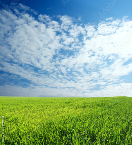 wheat field over beautiful blue sky 6 © paradoksB
