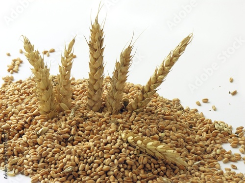 wheat grains and ears