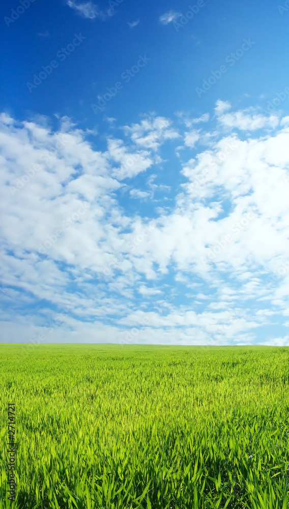 wheat field over beautiful blue sky 11