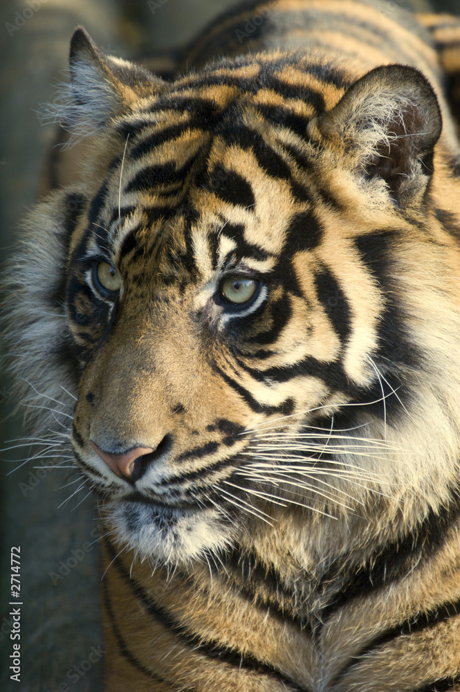 Fototapeta premium sumatran tiger