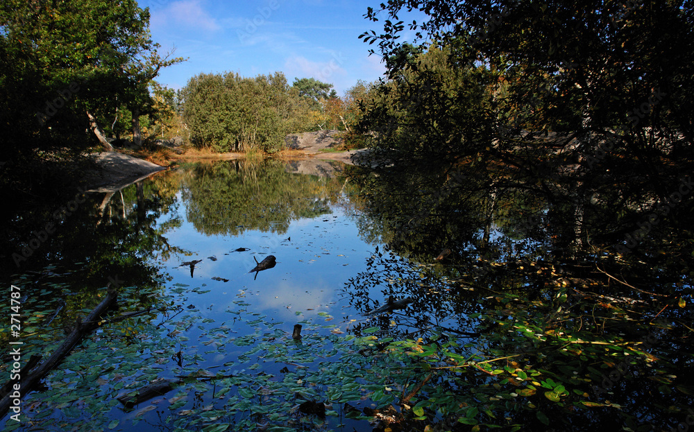 Fototapeta premium forêt de fontainebleau mare