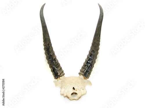 goat horns