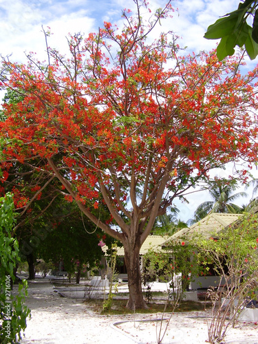 albero ,maldive,loi fuji 