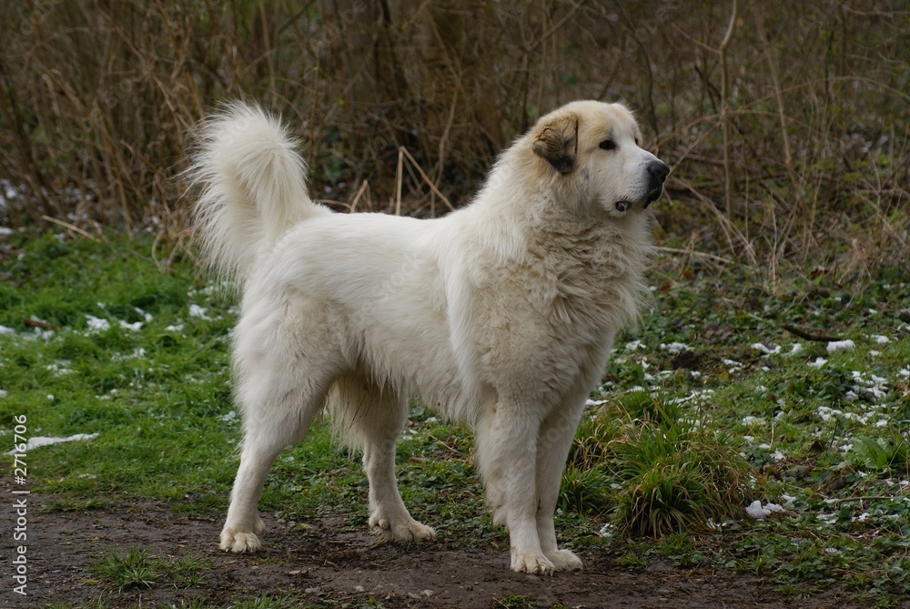 chien chien