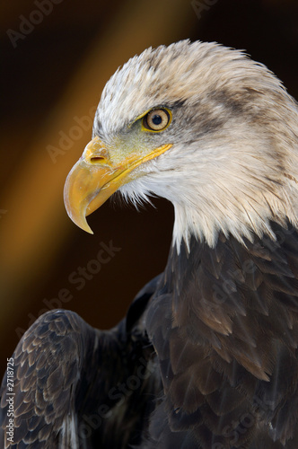 eagle
