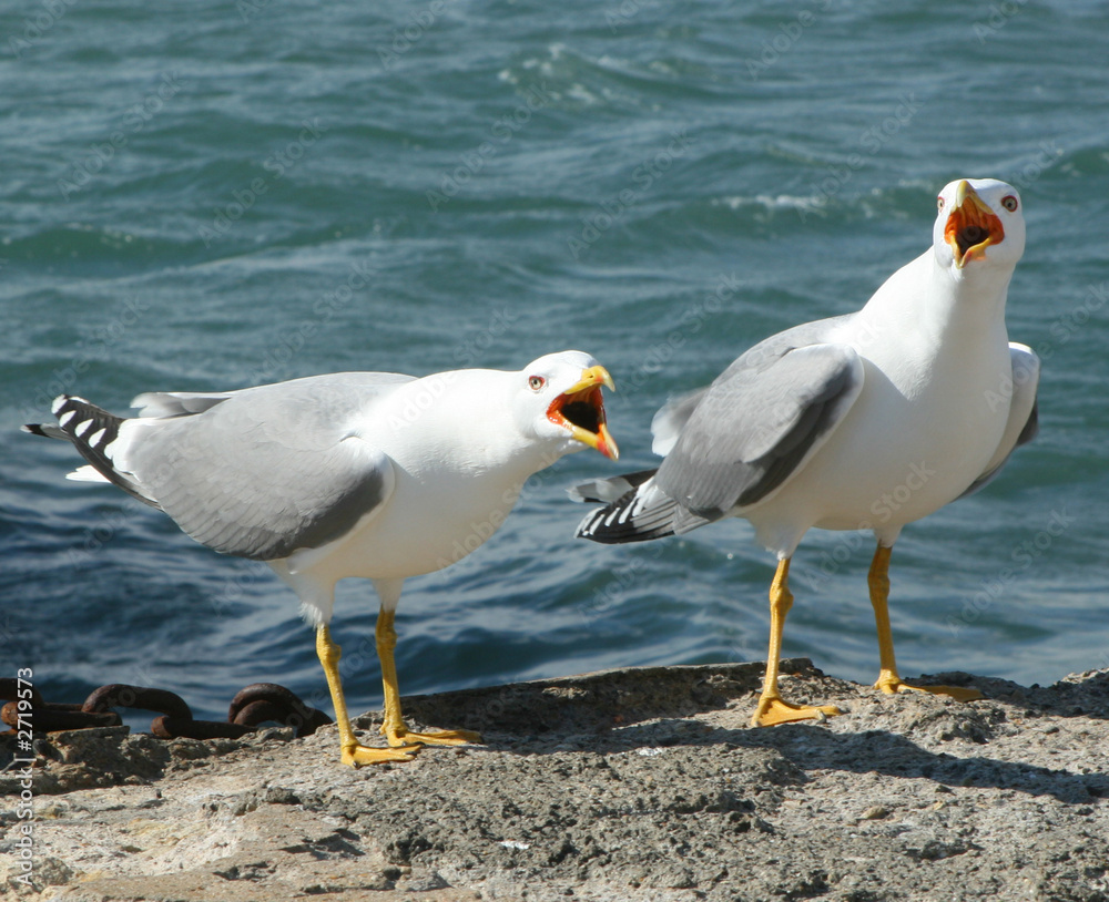 Obraz premium les mouettes