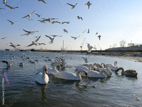 waterfowl