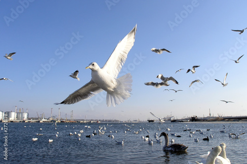 fly photo