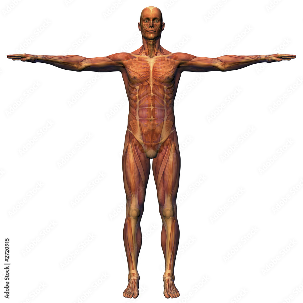 male anatomy - musculature with skeleton male anatomy - musculature with skeleton