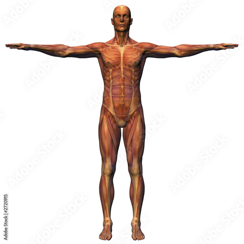 Fotografie, Obraz male anatomy - musculature with skeleton