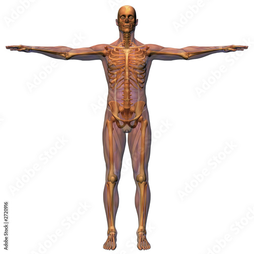 male anatomy - musculature with skeleton photo