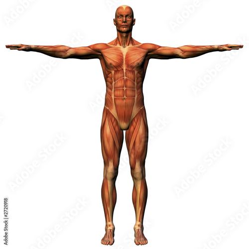 male anatomy - musculature