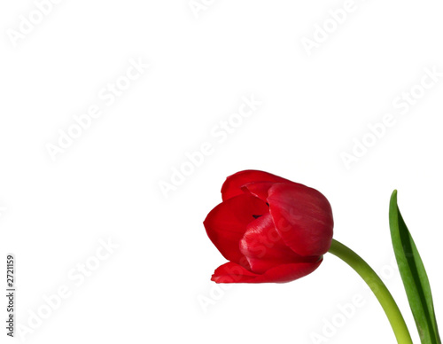 red tulip