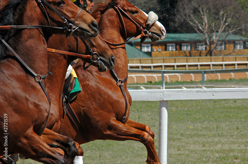 horses take off at the races