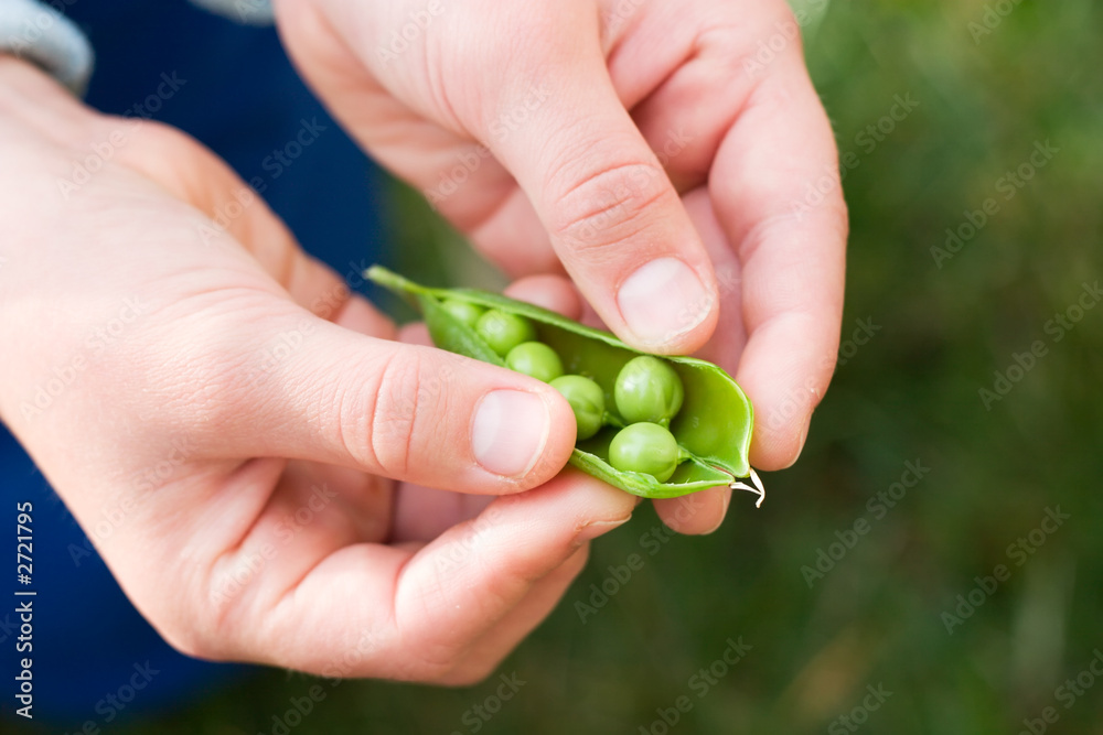 hands hold cracked pea pod hands hold cracked pea pod