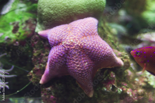 purple starfish