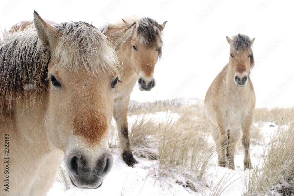 Obraz premium horses in snow