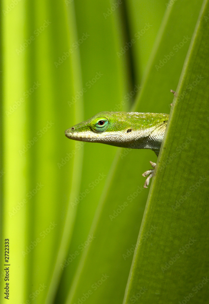 Fototapeta premium gecko green