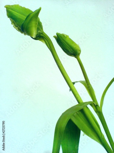 green tulip photo