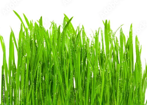 Photos fresh grass with dew drops