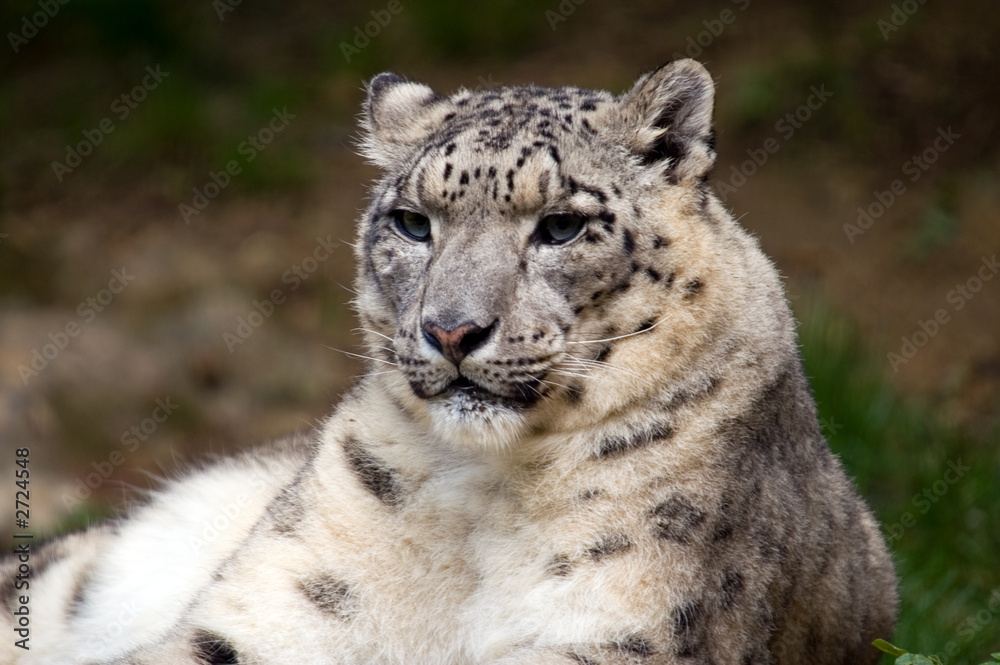 snow leopard snow leopard