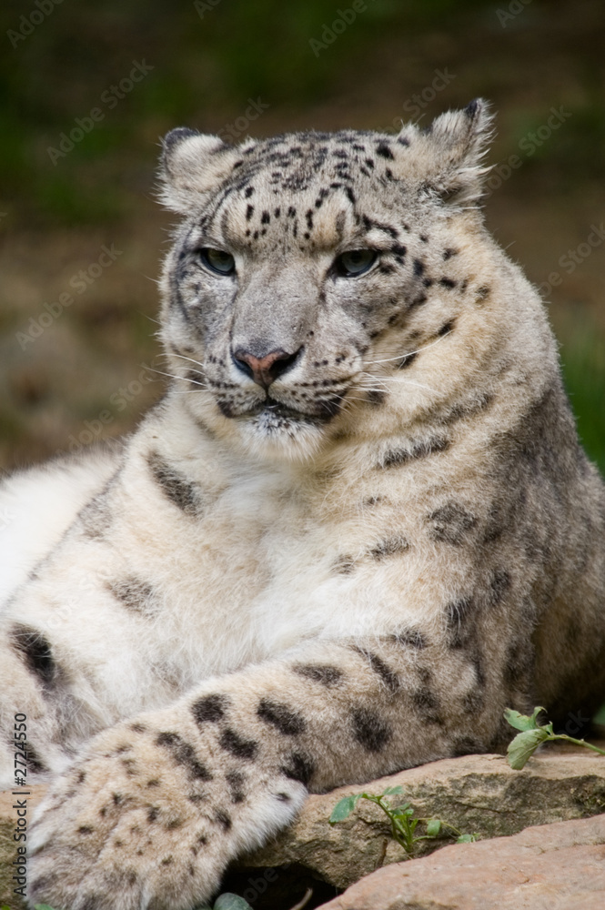 snow leopard snow leopard