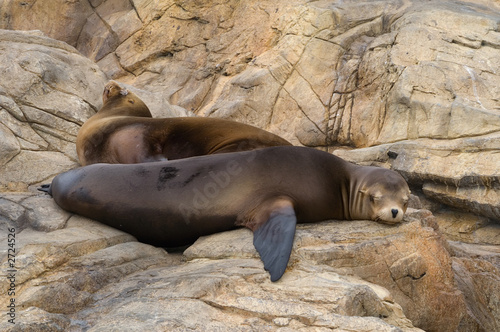 sea lion