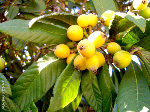 frutos da nêspera photo