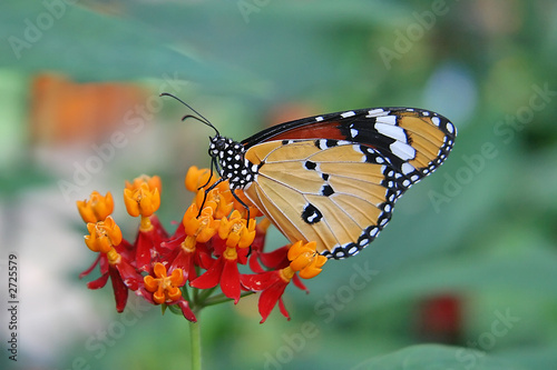 close-up of beautiful butterfly on a flower. © photorebelle