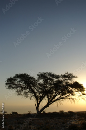 desert landscape with a tree