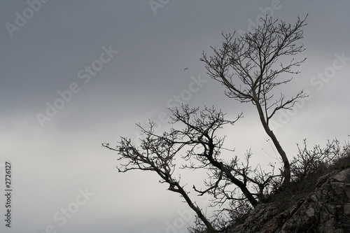 naked tree branches © Lario Tus