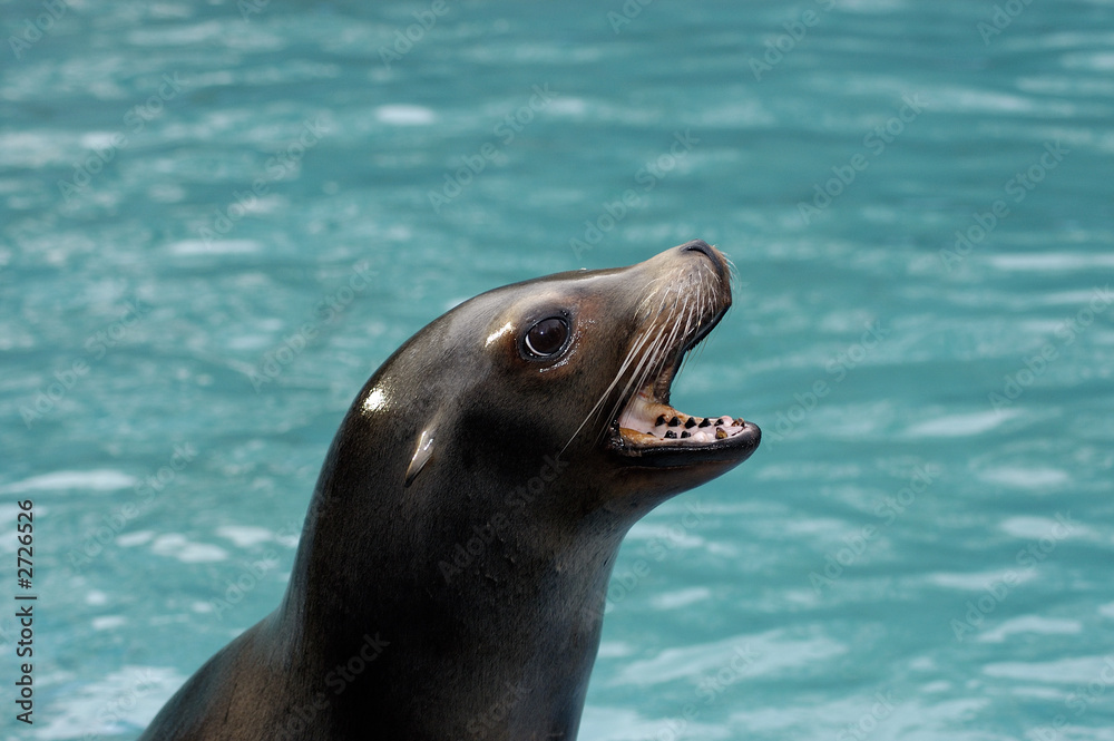 Obraz premium heuler